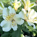 Alstroemeria