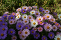 Asters